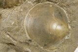 Jurassic Ammonite and Belemnite Cluster - England #286380-2